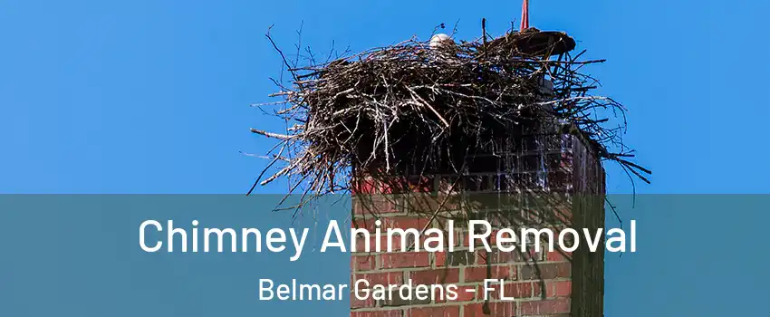 Chimney Animal Removal Belmar Gardens - FL