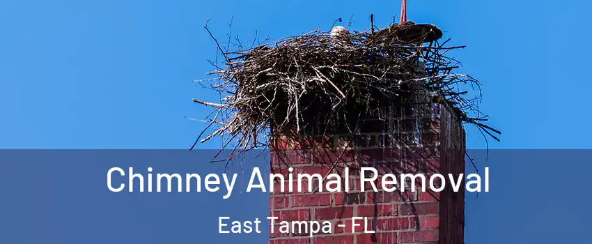 Chimney Animal Removal East Tampa - FL