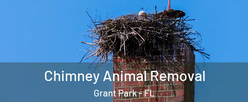 Chimney Animal Removal Grant Park - FL