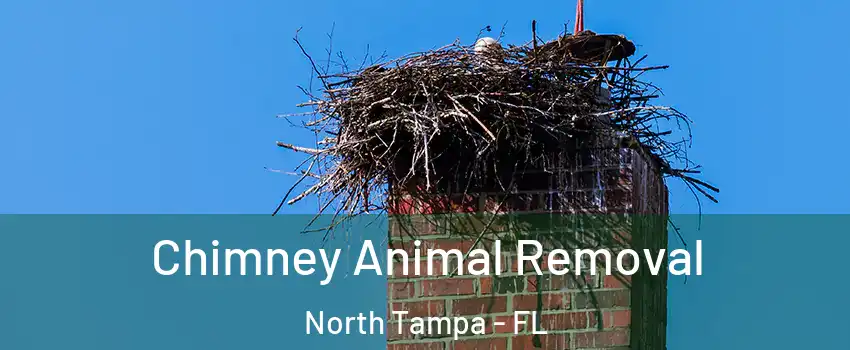 Chimney Animal Removal North Tampa - FL