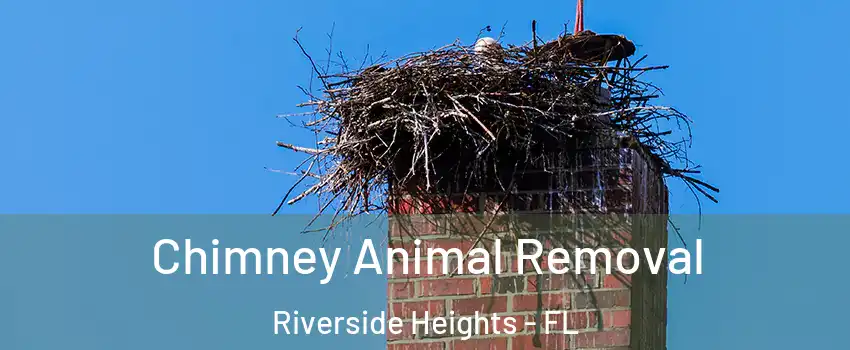 Chimney Animal Removal Riverside Heights - FL