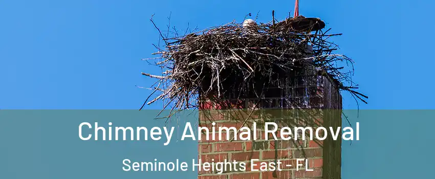 Chimney Animal Removal Seminole Heights East - FL