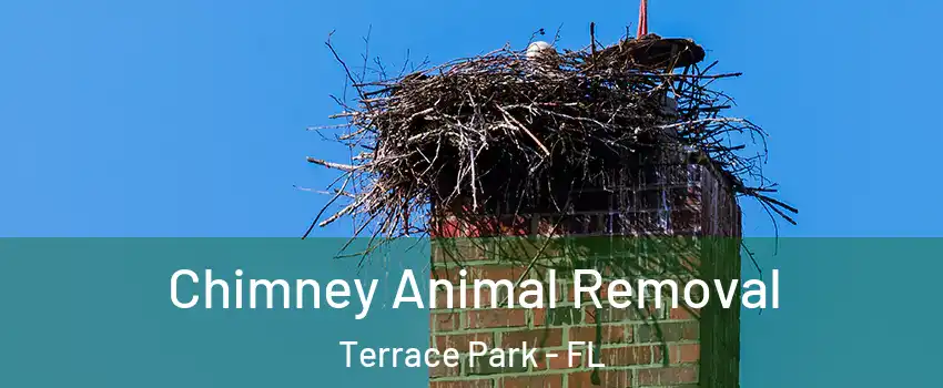 Chimney Animal Removal Terrace Park - FL