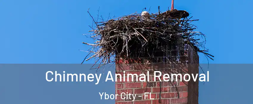 Chimney Animal Removal Ybor City - FL